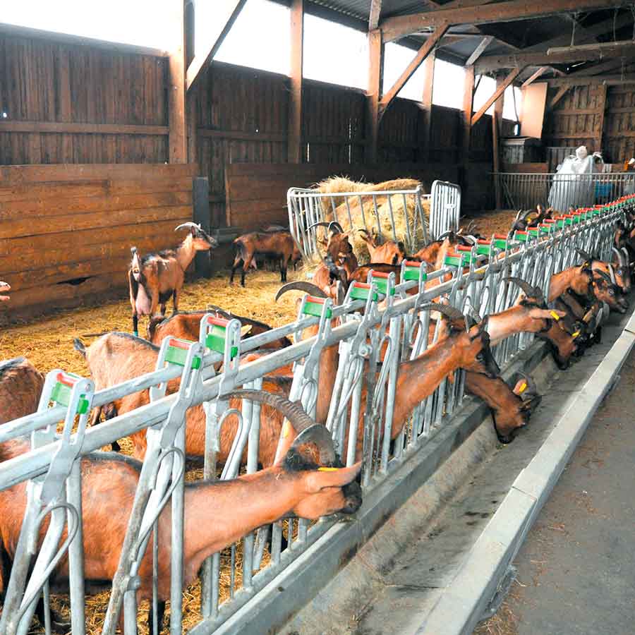 Compasión Gran roble Minero Cornadiza para cabras y cabritos JOURDAIN - Etxe Holz