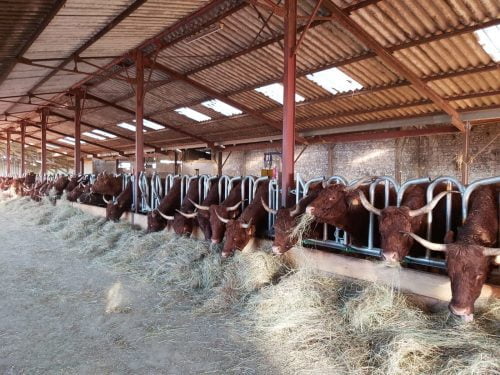 Cornadiza vacas con cuernos: FESTÓN CON BLOQUEO AUTOMÁTICO JOURDAIN