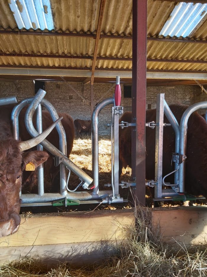 Cornadiza vacas con cuernos: FESTÓN CON BLOQUEO AUTOMÁTICO JOURDAIN